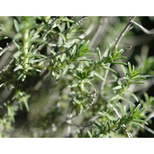 Thymus vulgaris Thymus vulgaris