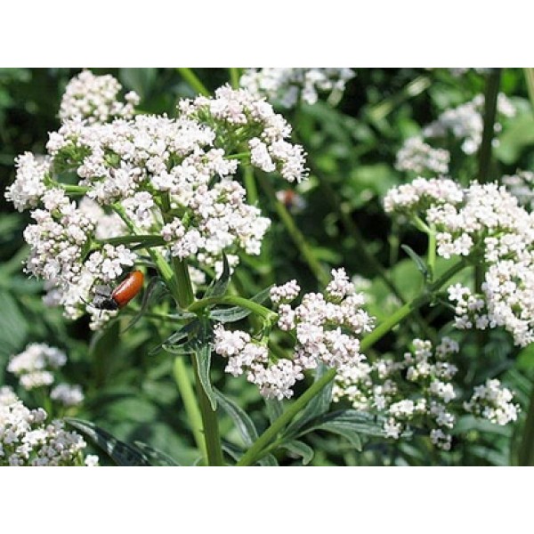 Valeriana officinalis Valeriana officinalis