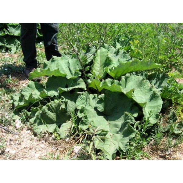 Verbascum thapsus Verbascum thapsus