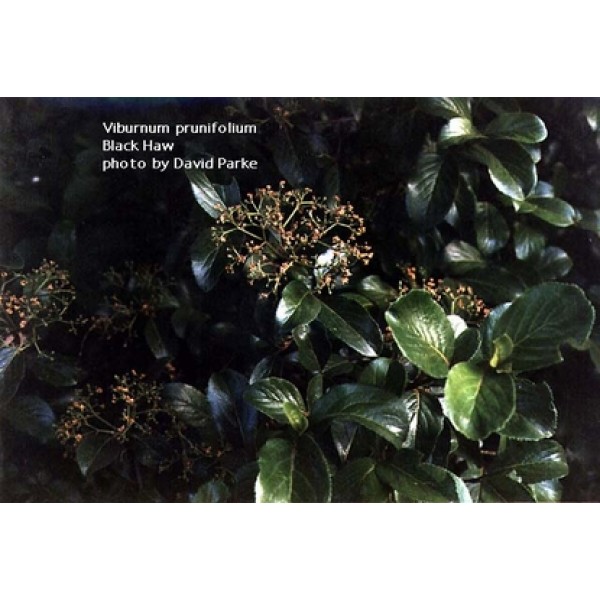 Viburnum prunifolium Viburnum prunifolium