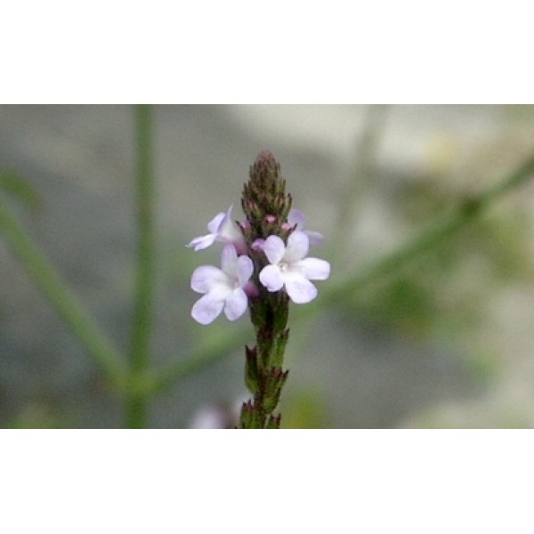 Verbena officinalis Verbena officinalis
