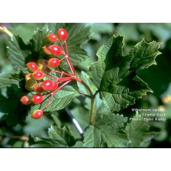 Viburnum opulus Viburnum opulus