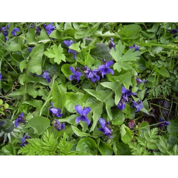 Viola odorata Viola odorata