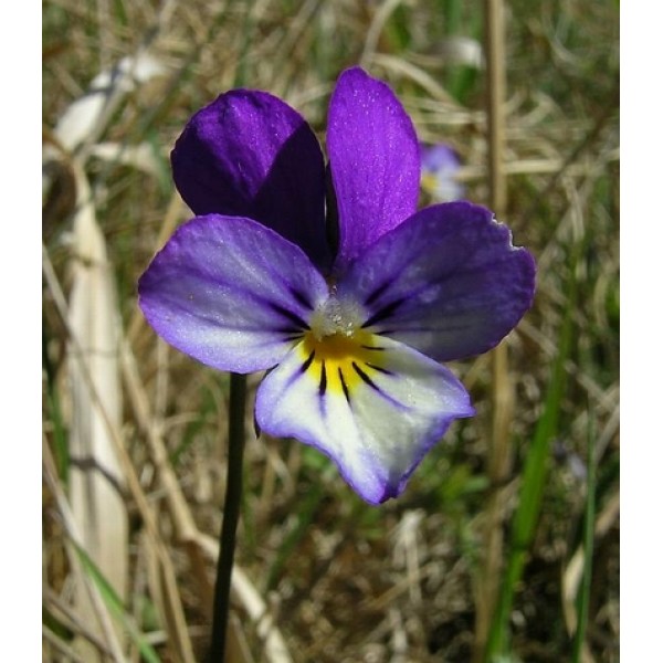 Viola tricolor Viola tricolor