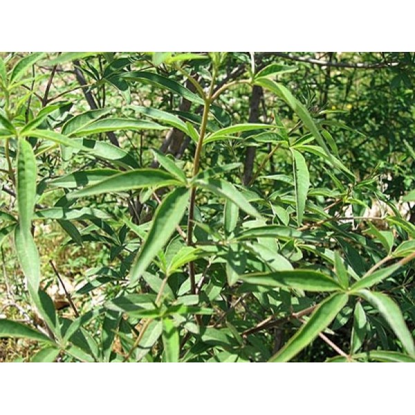 Vitex agnus castus Vitex agnus castus