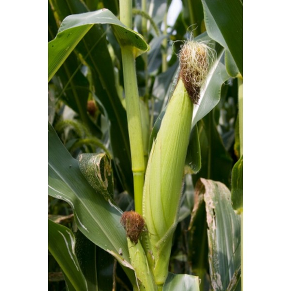 Zea mays Zea mays