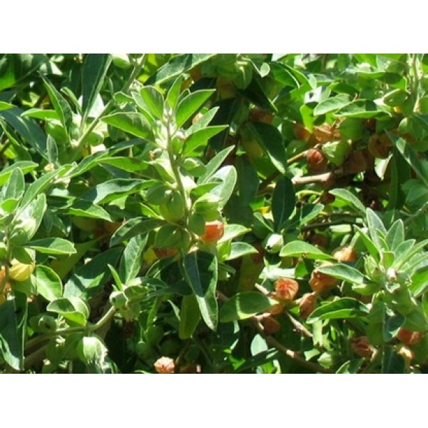 Withania somnifera Withania somnifera
