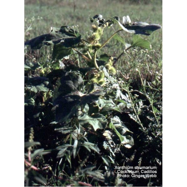 Xanthium spp Xanthium spp
