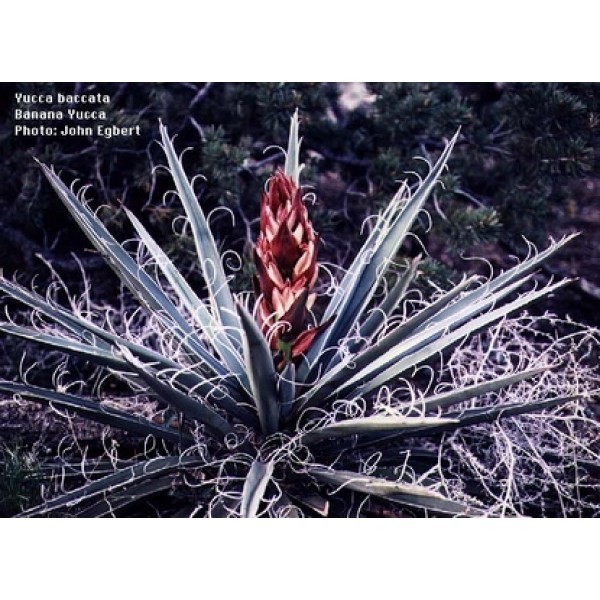 Yucca filimentosa Yucca filimentosa