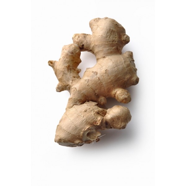 Zingiber officinalis Zingiber officinalis