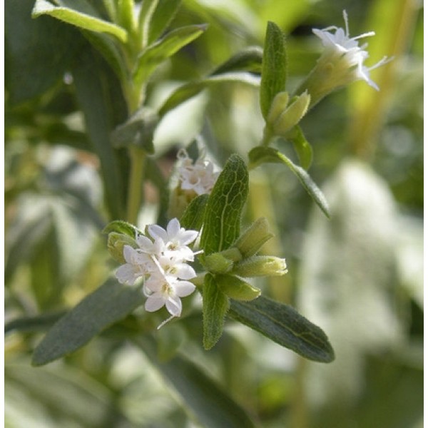 Stevia rebaudiana Stevia rebaudiana