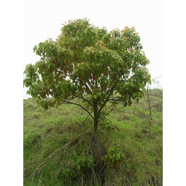 Cinnamomum camphora Cinnamomum camphora