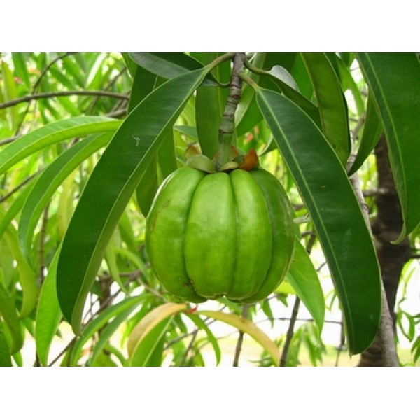 Garcinia cambogia Garcinia cambogia