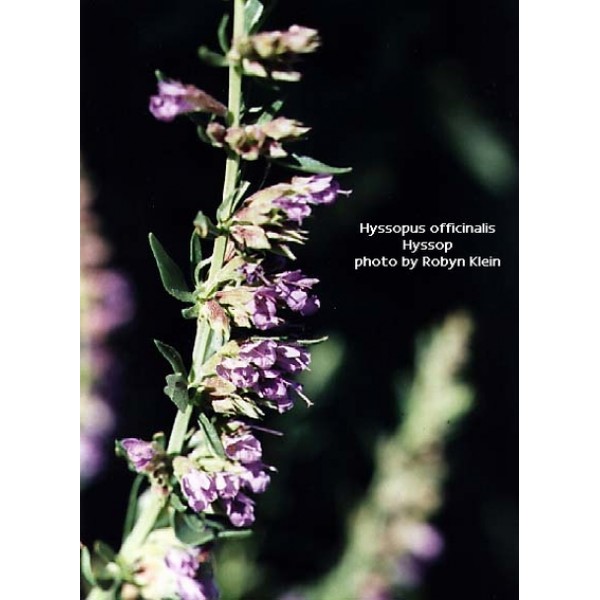 Hyssopus officinalis Hyssopus officinalis