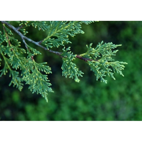 Cupressus sempervirens Cupressus sempervirens