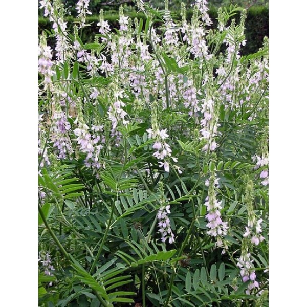 Galega officinalis Galega officinalis