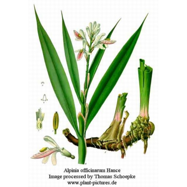 Alpinia officinarum Alpinia officinarum