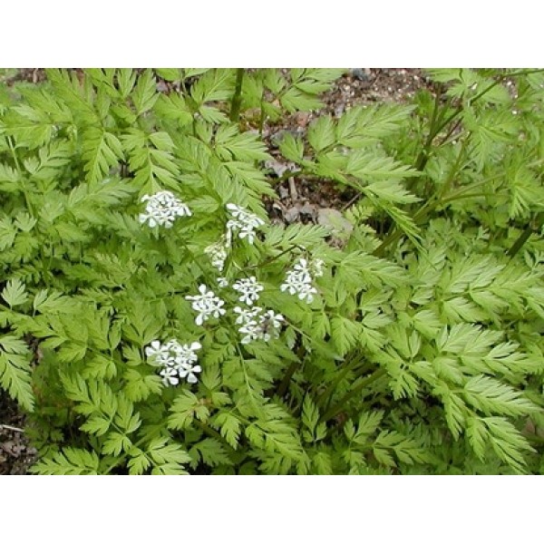 Ligusticum spp Ligusticum spp