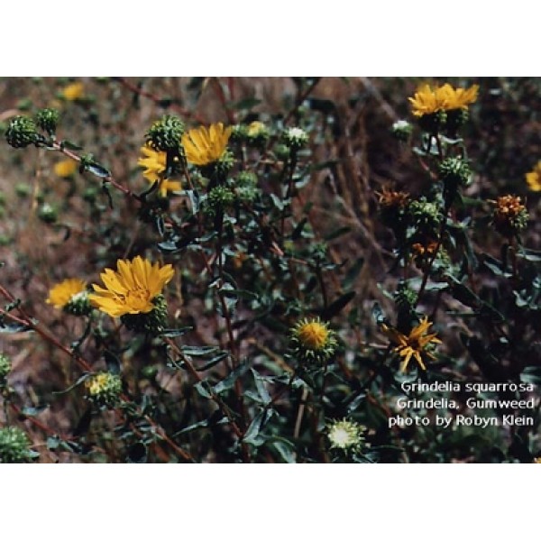 Grindelia camporum Grindelia camporum