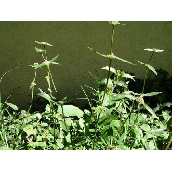 Euphorbia Hirta Euphorbia Hirta