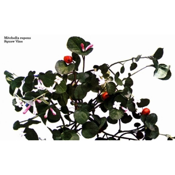Mitchella repens Mitchella repens