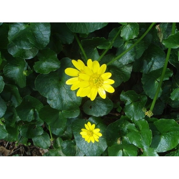 Ranunculus ficaria Ranunculus ficaria