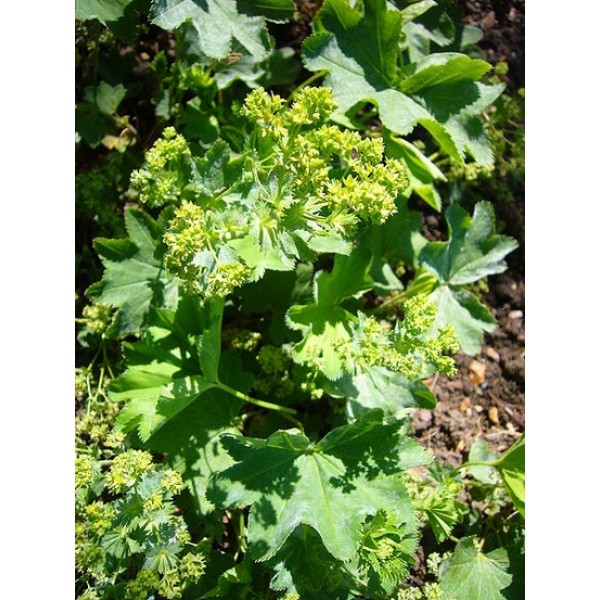Alchemilla vulgaris Alchemilla vulgaris