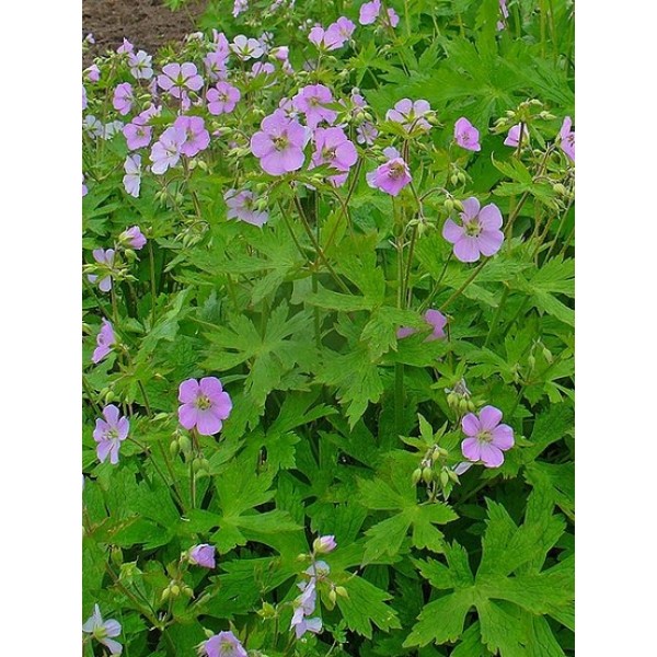 Geranium maculatum Geranium maculatum