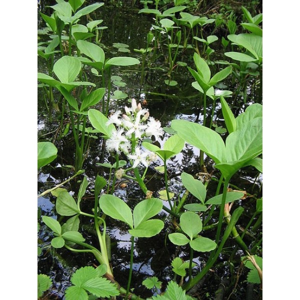Menyanthes trifoliata Menyanthes trifoliata