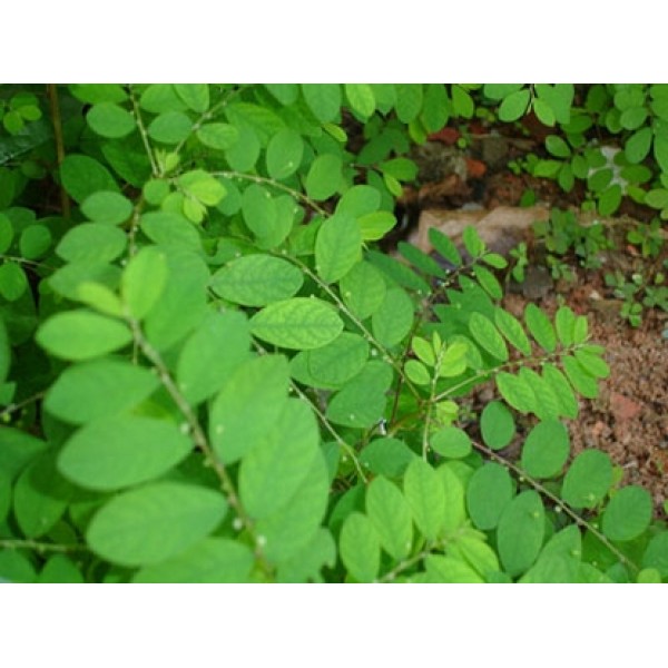 Phyllanthus spp Phyllanthus spp