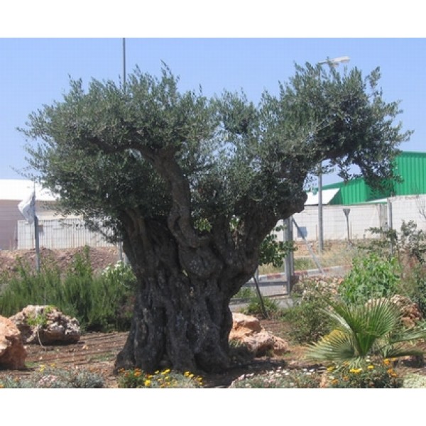 Olea europea Olea europea