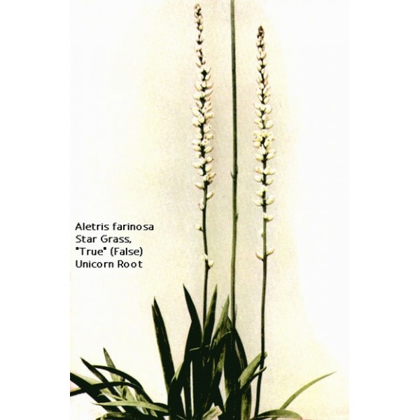 Aletris farinosa Aletris farinosa