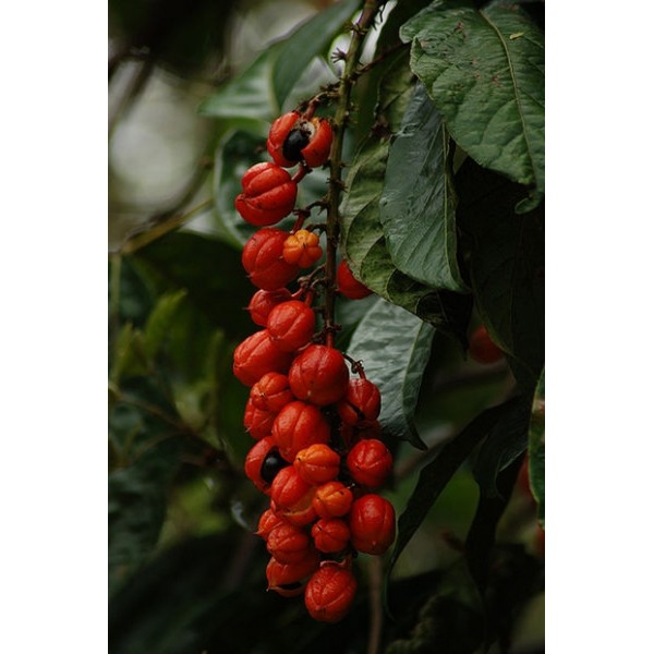 Paullinia cupana Paullinia cupana