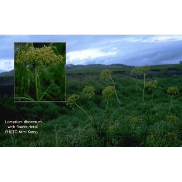 Lomatium dissectum Lomatium dissectum