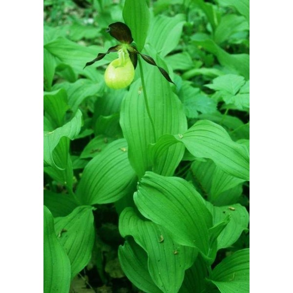 Cypripedium pubescens Cypripedium pubescens