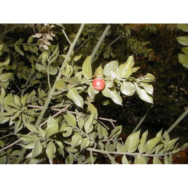 Ruscus aculeatus Ruscus aculeatus