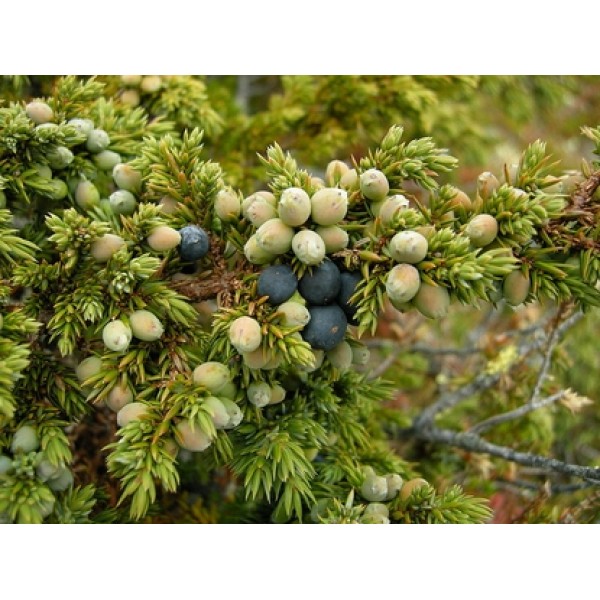 Juniperus communis Juniperus communis