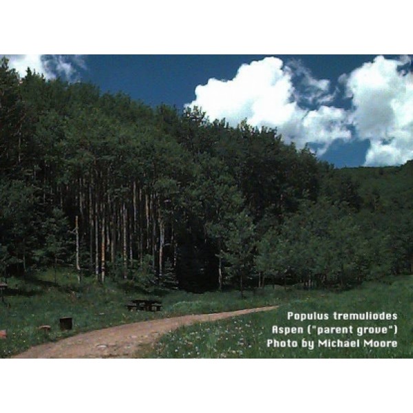Populus tremuloides Populus tremuloides