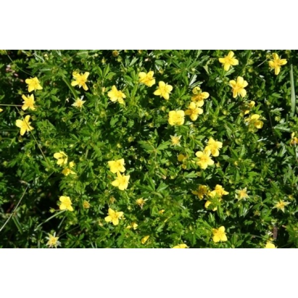 Potentilla erecta Potentilla erecta