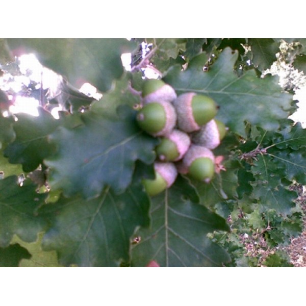 Quercus robur Quercus robur
