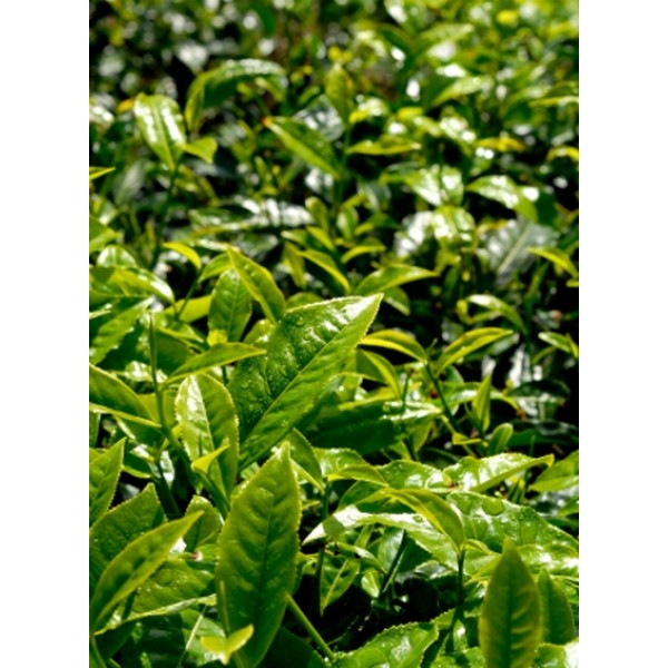 Camellia sinensis Camellia sinensis
