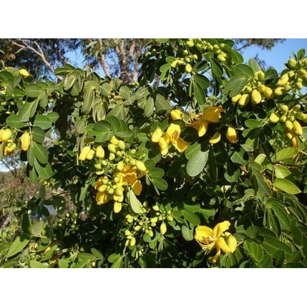 Cassia spp Cassia spp