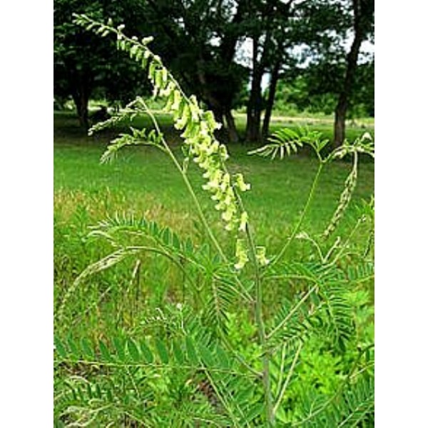 Sophora flavescens Sophora flavescens