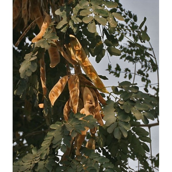 Albizia lebbeck Albizia lebbeck