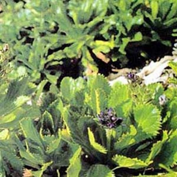 Picrorhiza kurroa Picrorhiza kurroa