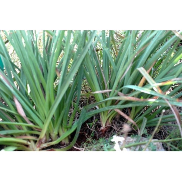 Asphodelus ramosus Asphodelus ramosus