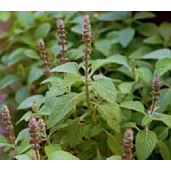 Coleus forskohlii Coleus forskohlii