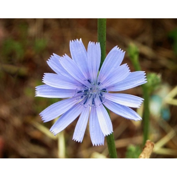 Cichorium intybus Cichorium intybus