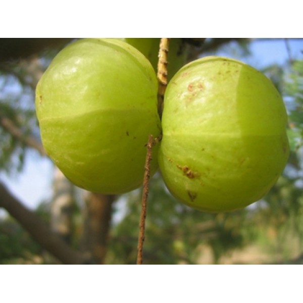 Emblica officinalis Phylanthus emblica Emblica officinalis Phylanthus emblica
