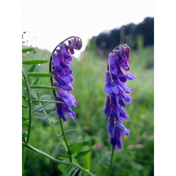 Scutellaria barbata Scutellaria barbata